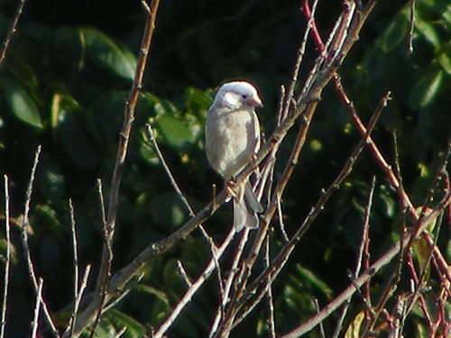 albino