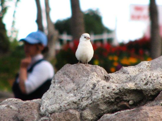 albino