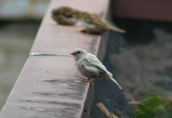 albino