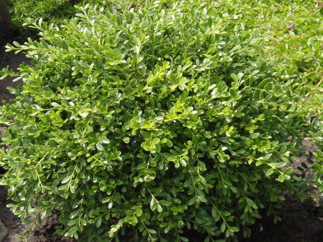 Buxus-sempervirens-Herrenhausen- 15 lei