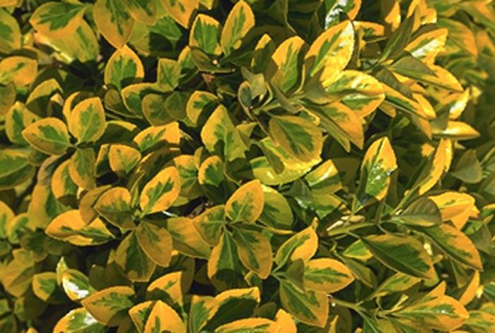 euonymus-jap-aureomarginatus. 20 lei