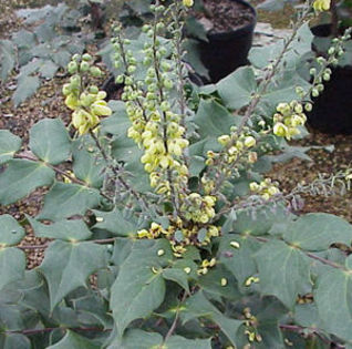 Mahonia_Bealei 15