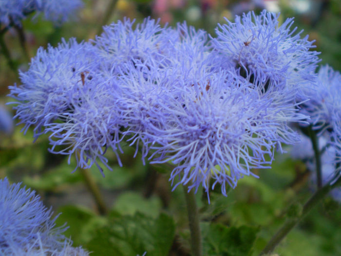 Ageratum_houstonianum - 1 Plante pe care le doresc in gradina mea