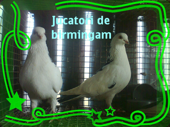 juc de birmingam - Achizitii de porumbei