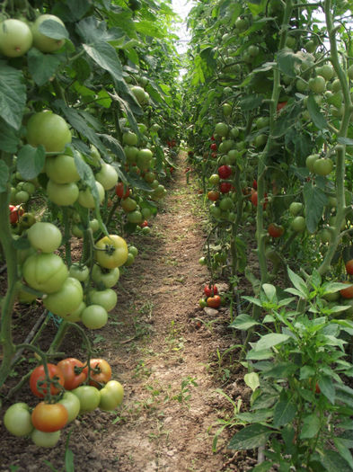 DSCF5422 - Tomate 2012