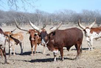 watusi - vaca watusi africa