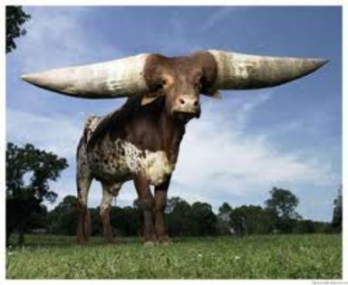 watusi 2