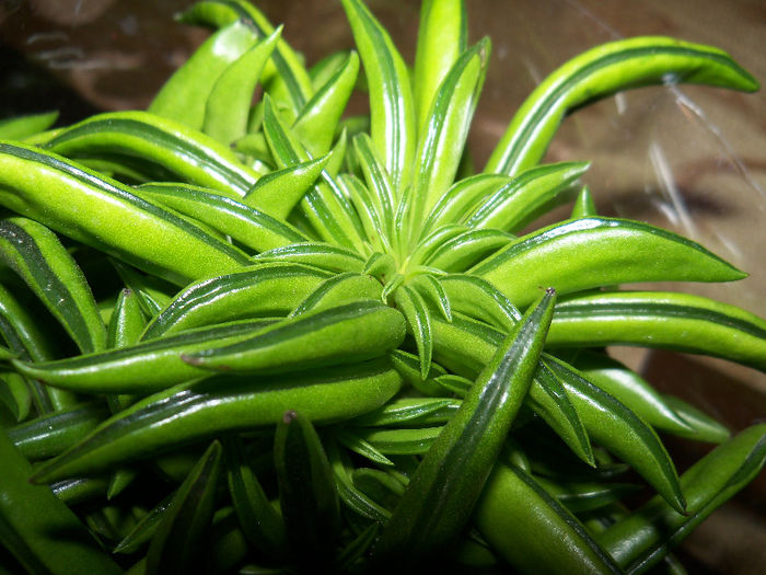 Peperomia ferreyrae