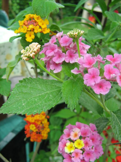 Lantana - Plante de interior