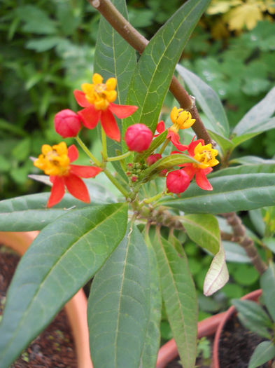 Asclepias curasavica - Plante de interior