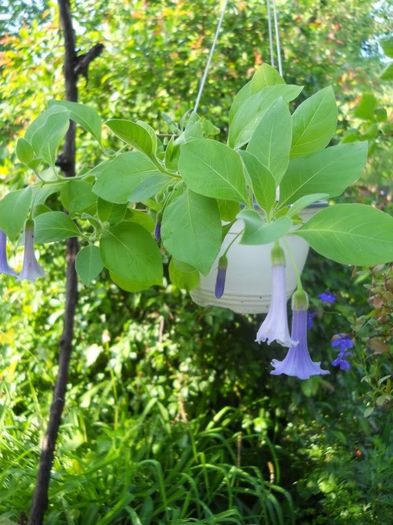 Yochroma australis1 - Plante de interior