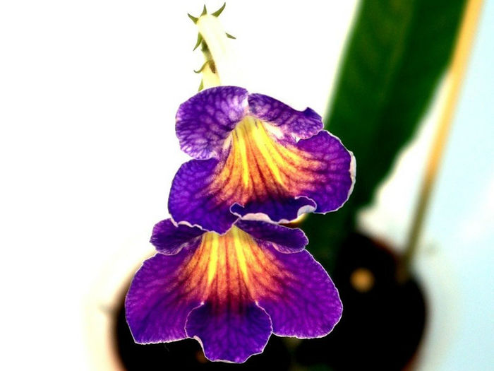 Split - third best streptocarpus