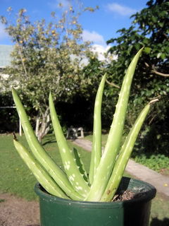 Aloe vera (Aloe barbadensis) în faza juvenilă