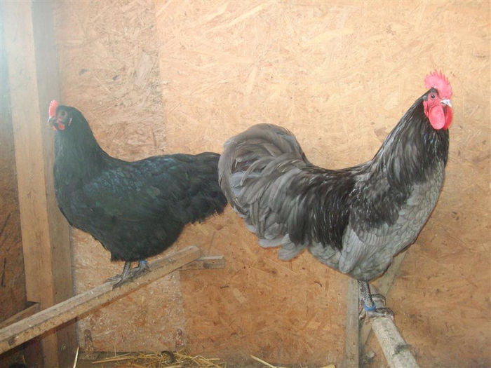 DSCF8032 (Medium) - Australorp - arhiva