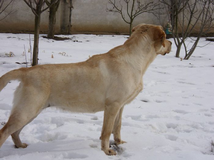 LABRADOR-FEM