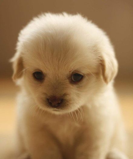 Cute-pup-teddybear64-17581520-500-597_large; pui de catel
