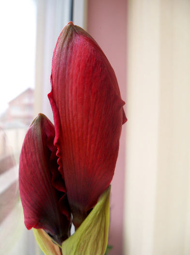 16.02.2013 - AMARYLLIS Hippeastrum