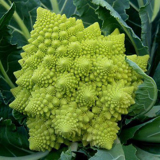 romanesco