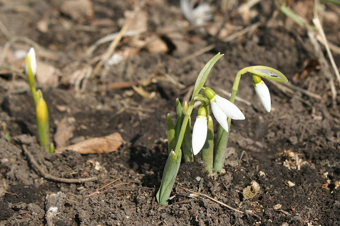 Galanthus nivalis