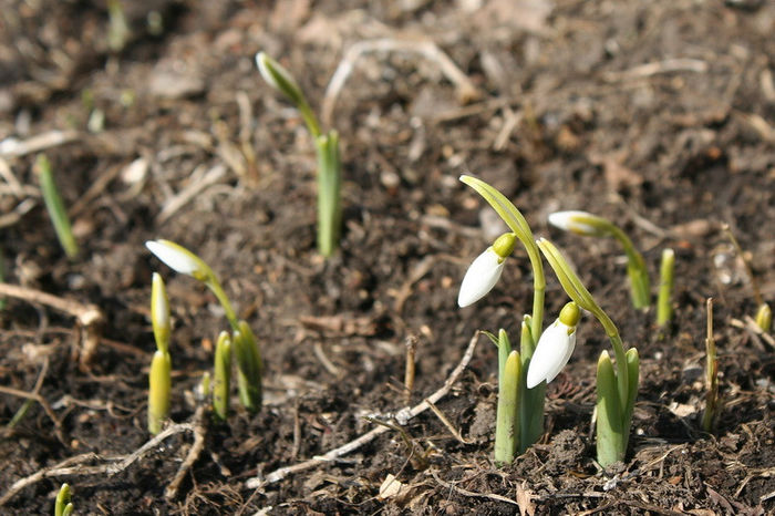 Galanthus nivalis