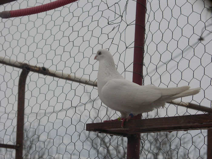 mascul 2011 - C-JUCATORI DE GALATI-MASCULI