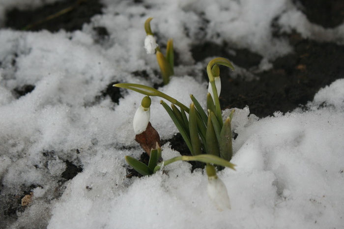 din nou zapada - Galanthus nivalis