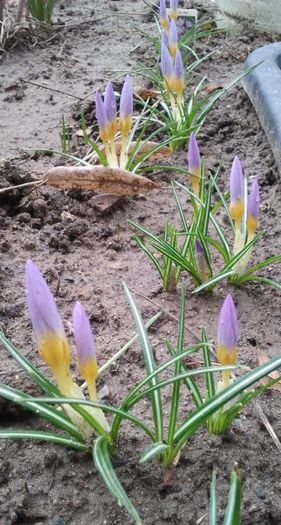 crocusi