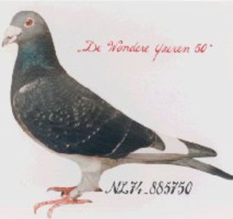 ijzeren 50