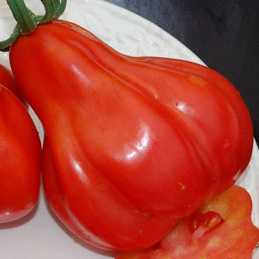 tomate tlacolula mexic