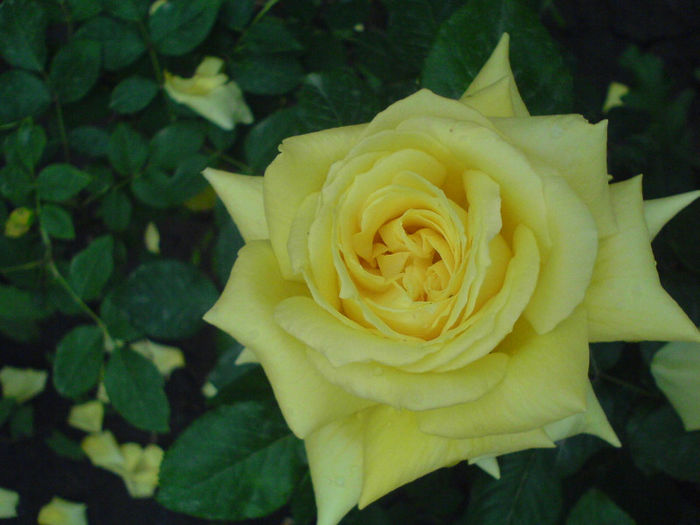 DSC01048 - Trandafiri