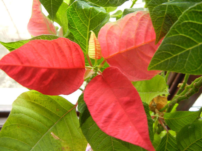 Poinsettia_Christmas Plant (2013, Mar.02)