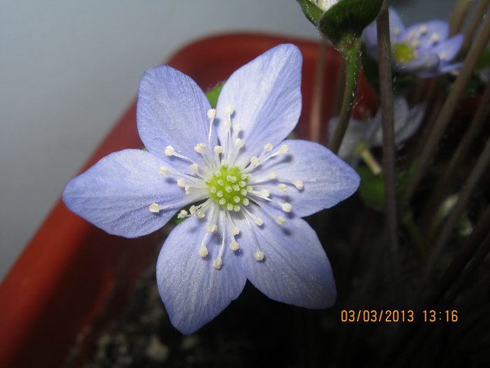 IMG_0847 - Florile mele martie