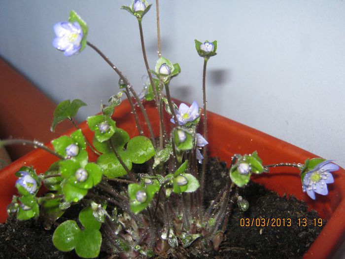 IMG_0860 - Florile mele martie
