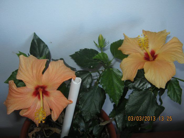 IMG_0862 - Florile mele martie