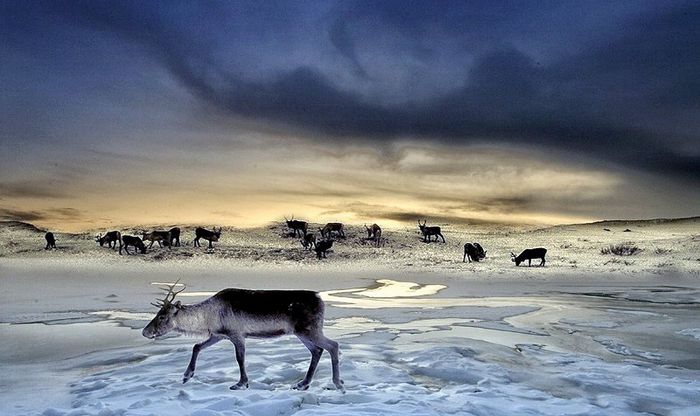 Reni si tundra ..