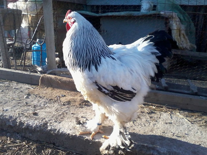 brahma herminat deschis