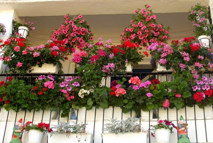 balconul cu flori