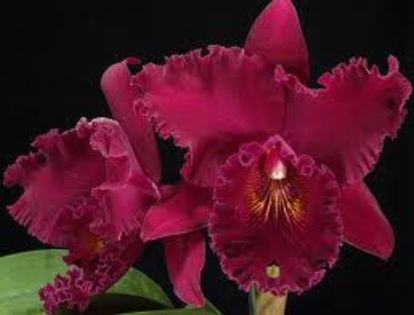 BRASSOLAELIOCATTLEYA Chia lin