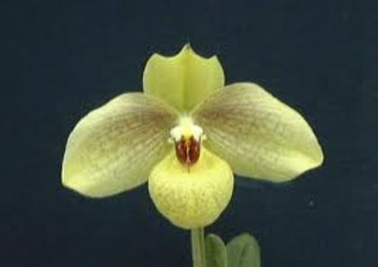 PAPHIOPEDILUM MALIPOENSE X EMERSONII (MEMORIA LARRY HEUER)