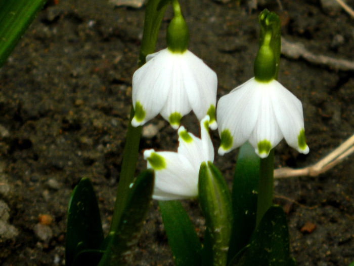 DSCN5268 LEUCOJUM AESTIVUM