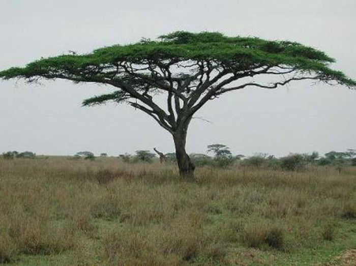 Acacia sieberiana - a- copaci si plante diverse pt Romania