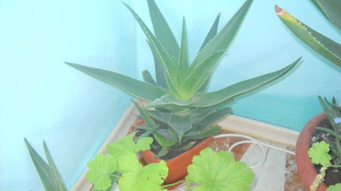 aloe  si muscatele mele