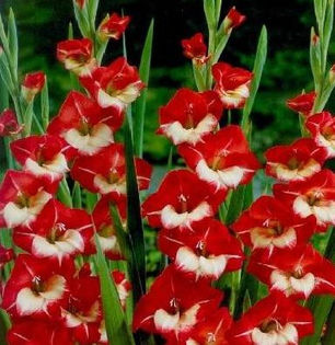 gladiole_Mme_de_Paris