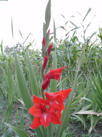 Gladiole Red`s; Gladiole Rosii cu inima alba in mijloc. Deosebite
