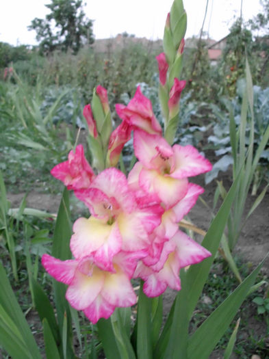 Gladiole My Love; Gladiole de culoare Roz pe margine , alb in mijloc si cu inima galben deschis. Deosebite.
