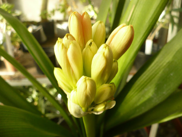 Clivia miniata 10 martie