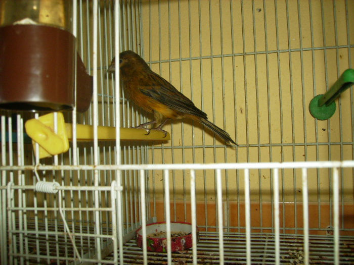 PC030014 - canari