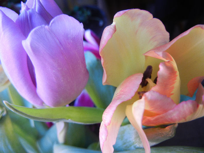 Tulips (2013, March 05) - 01 SPRING Burst_Primavara