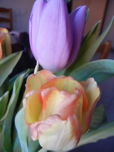 Tulips (2013, March 05)