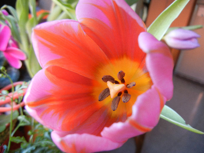 Pink & Red Tulip (2013, March 05)